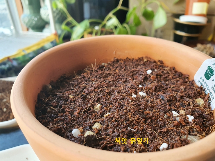 예루살렘 체리 씨앗 흙덮기