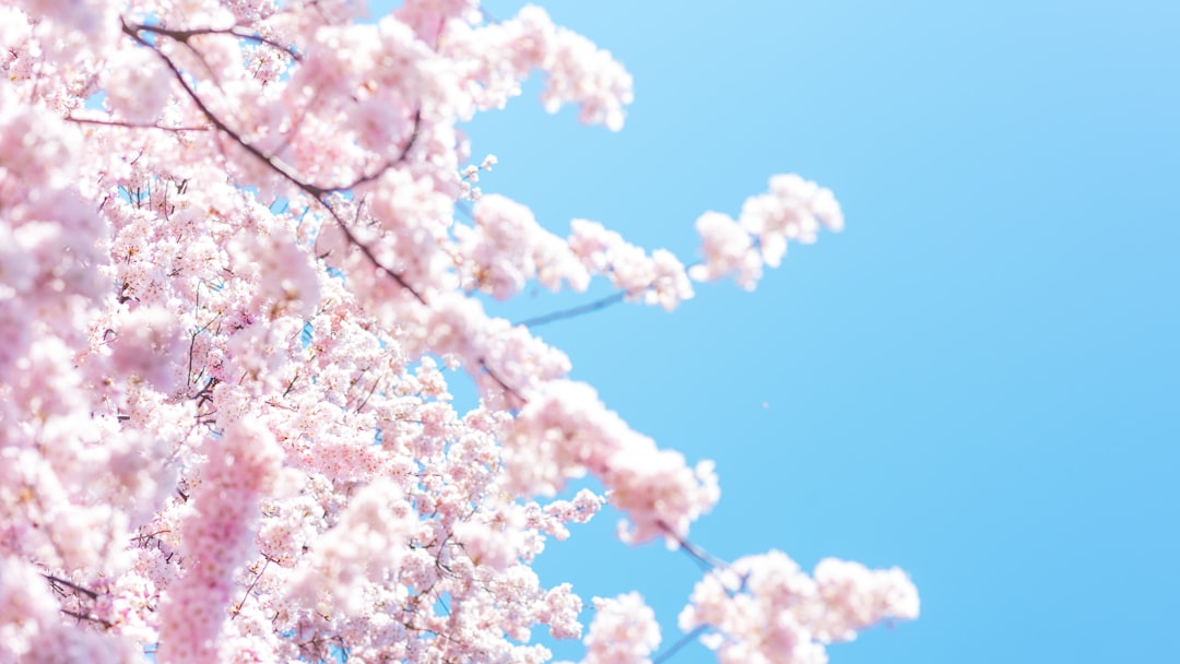 Cherry blossom.