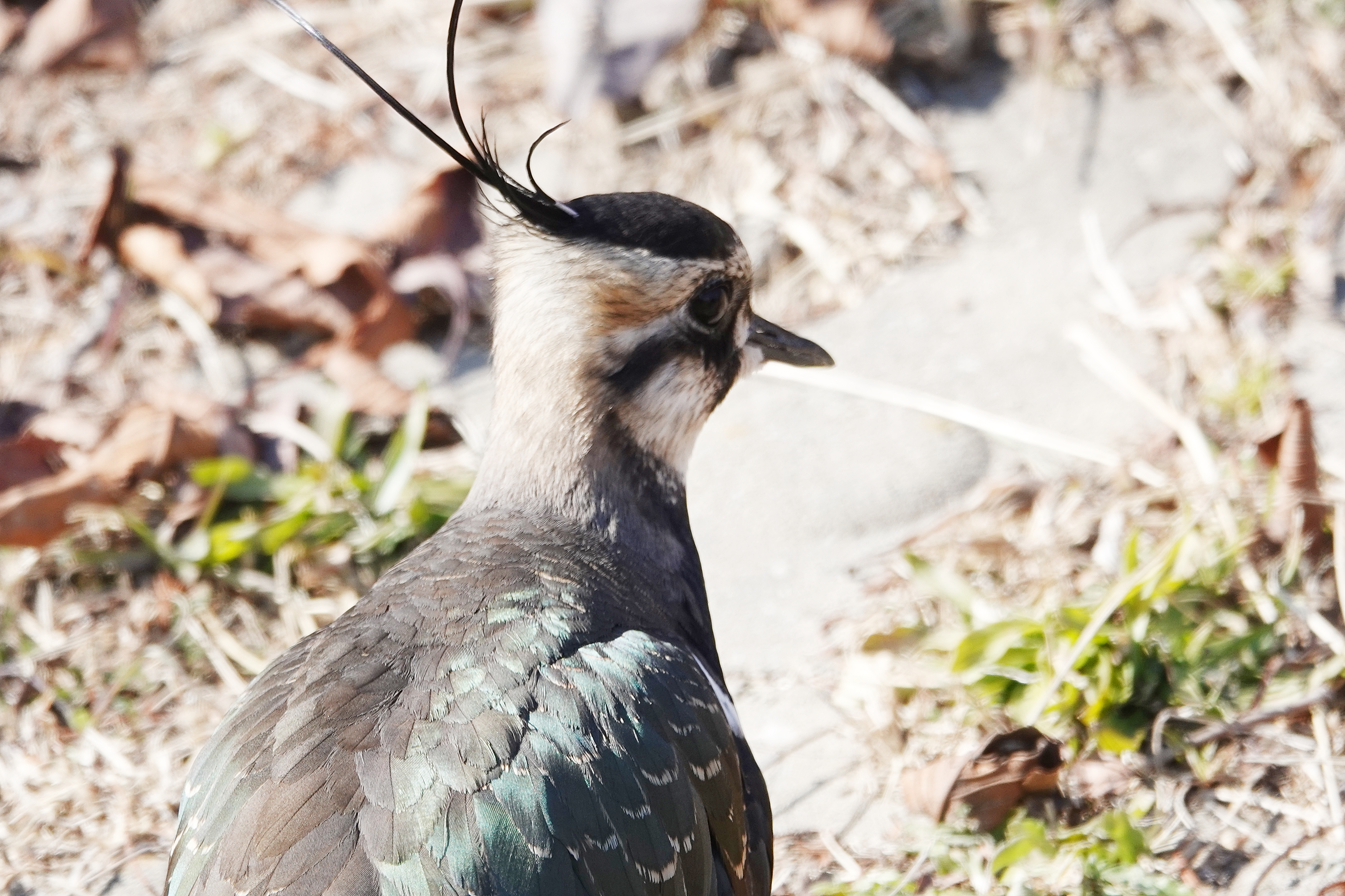  [물떼새과] 댕기물떼새(Northern Lapwing)