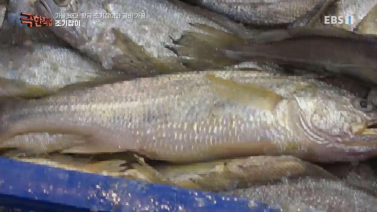 TV - 교육의 중심 EBS가을 바다 황금 조기잡이와 굴비 가공.mp4_20221122_195434.040.jpg