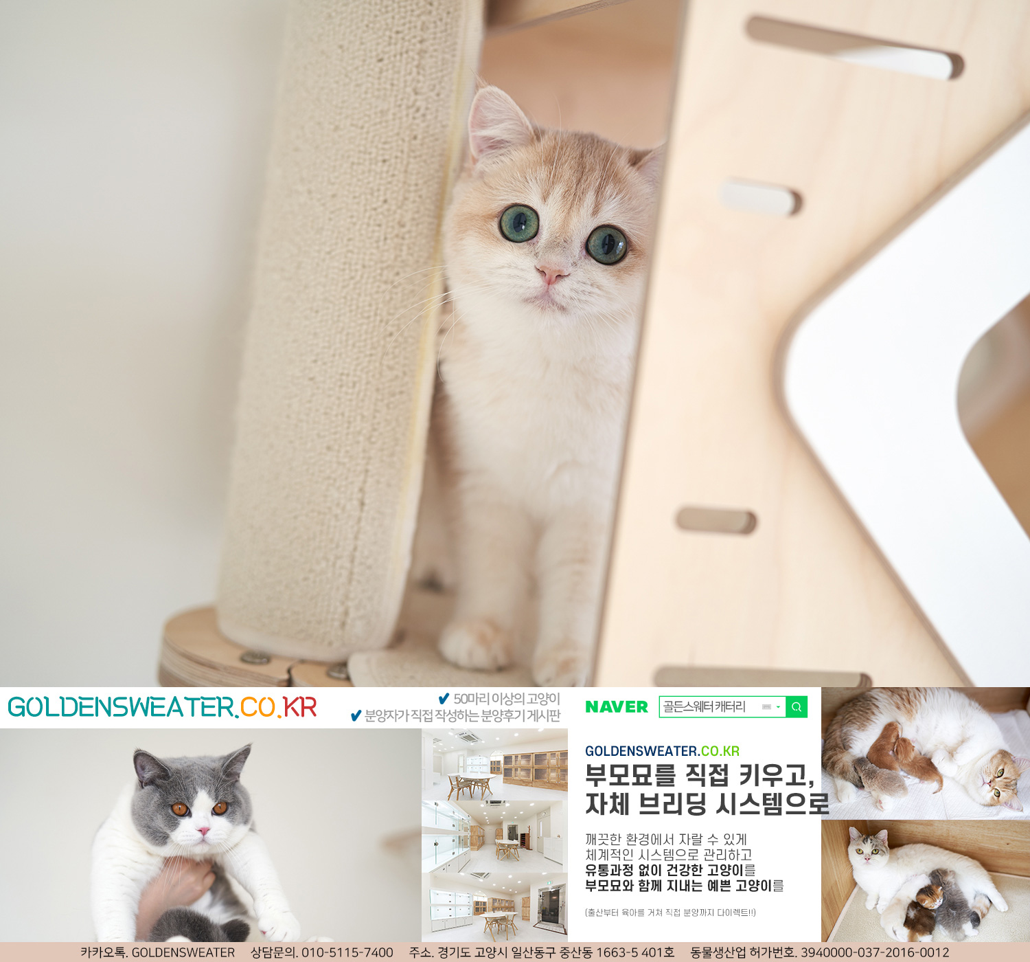  강릉고양이분양으로 블루골드브리티쉬숏헤어를 알아볼 때