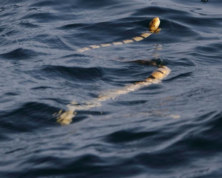 가장 긴 바다뱀