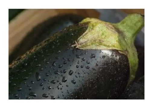 가지 꿈해몽