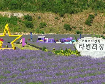 무릉별유천지 라벤더 축제_7