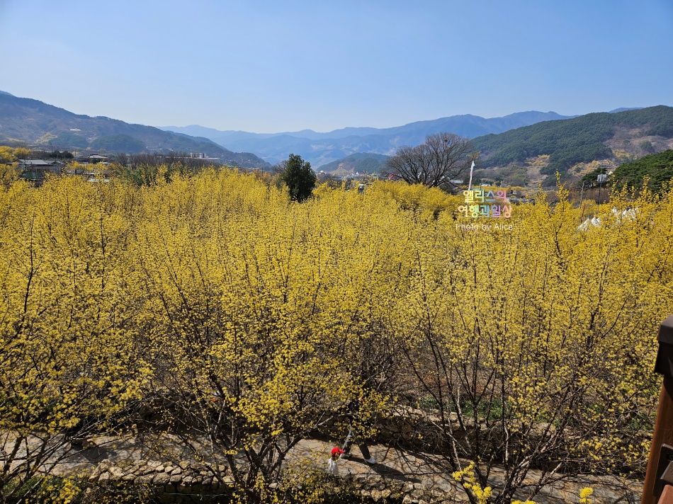 구례 산수유꽃 축제 노란 바다같은 2023 만개한 산수유