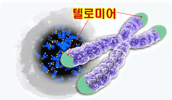  텔로미어 발견이 동안과 장수의 비결이 되다.