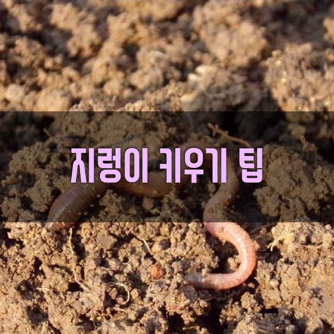 지렁이키우기
