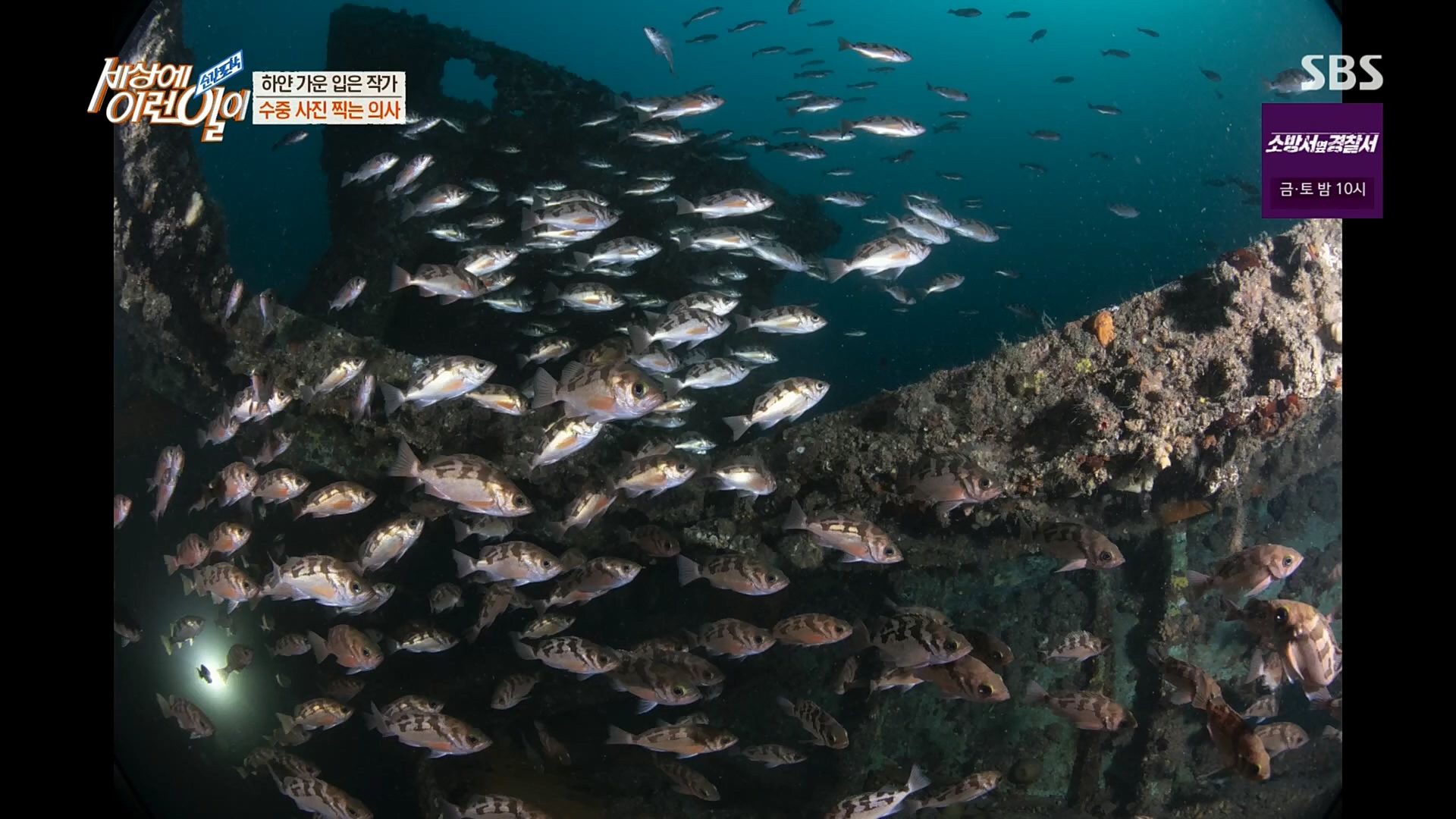 순간포착 세상에 이런일이.E1206.221115p.H264-F1RST.mp4_20221118_195831.261.jpg