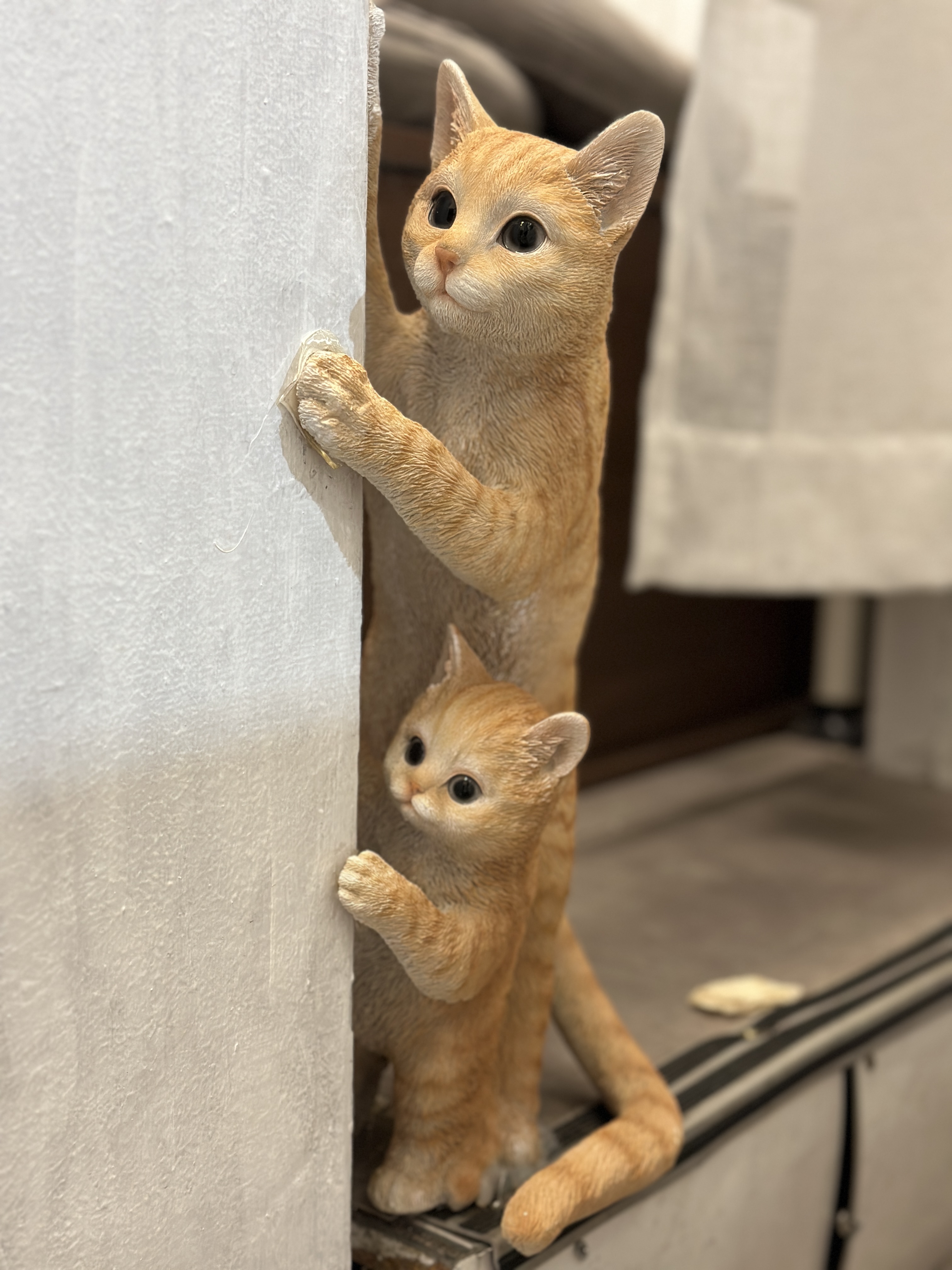 모모후 이미지