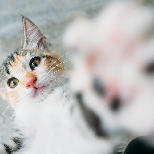 The Benefits of Investing in Quality Pet Accessories