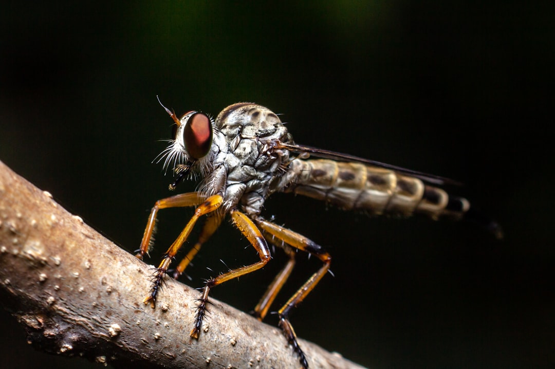 Mosquito