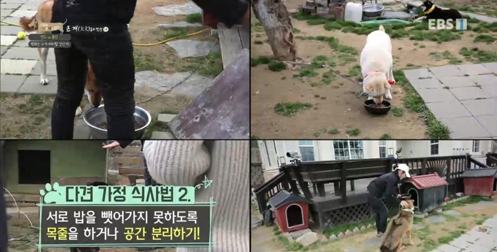 풍산개의치열한 혈투와 전쟁 - EBS 세상에 나쁜 개는 21