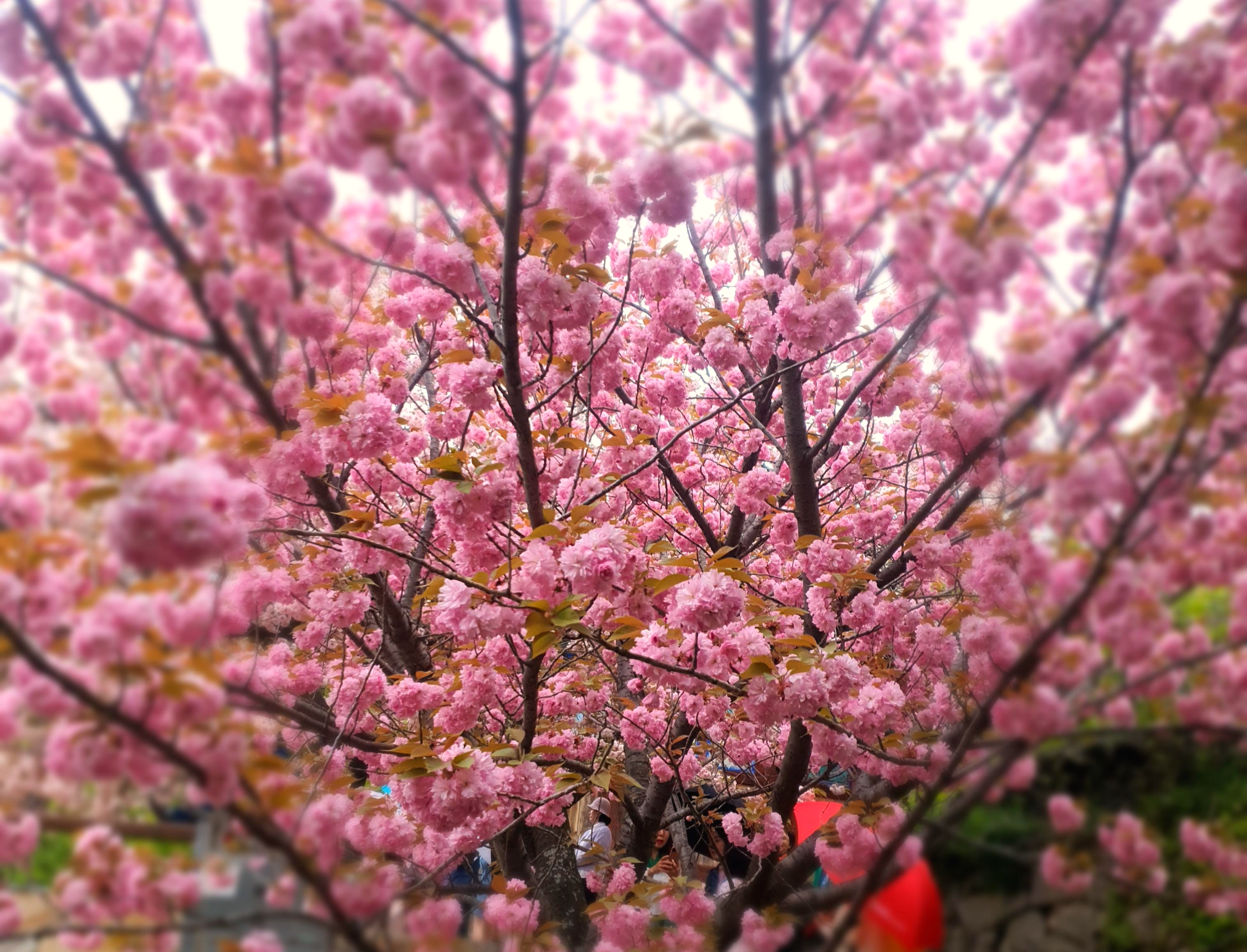 개심사 청벚꽃 겹벚꽃 왕벚꽃