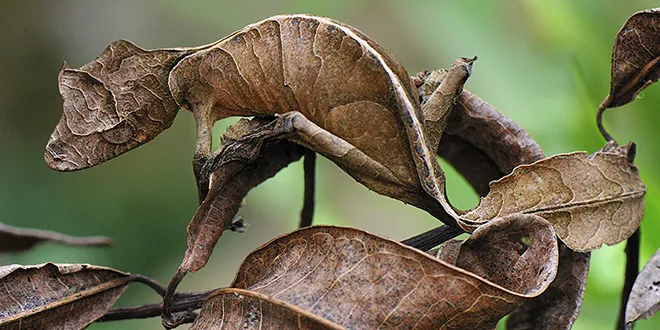 [파충류 백과] 사탄잎꼬리도마뱀붙이 Uroplatus phantasticus