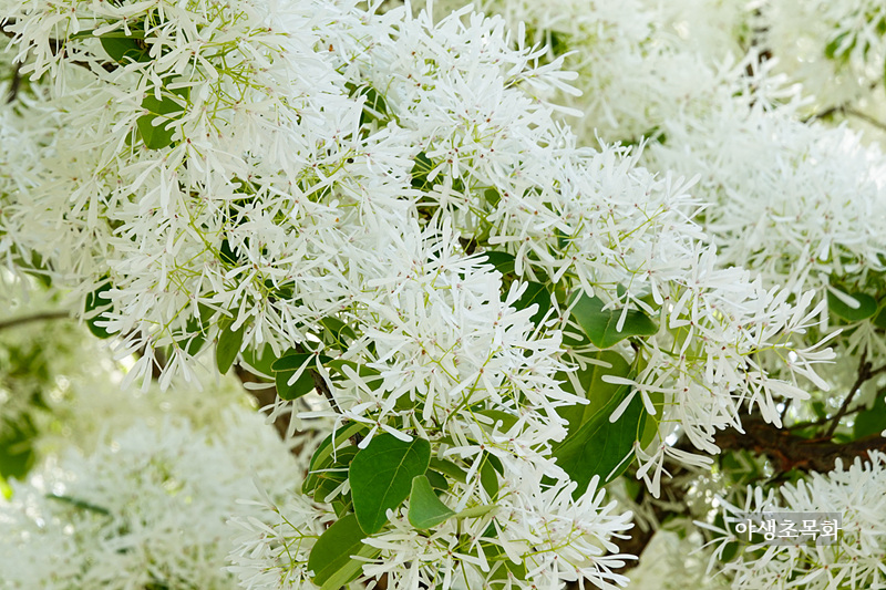 흰 쌀밥을 담아 놓은 듯한 이팝나무꽃