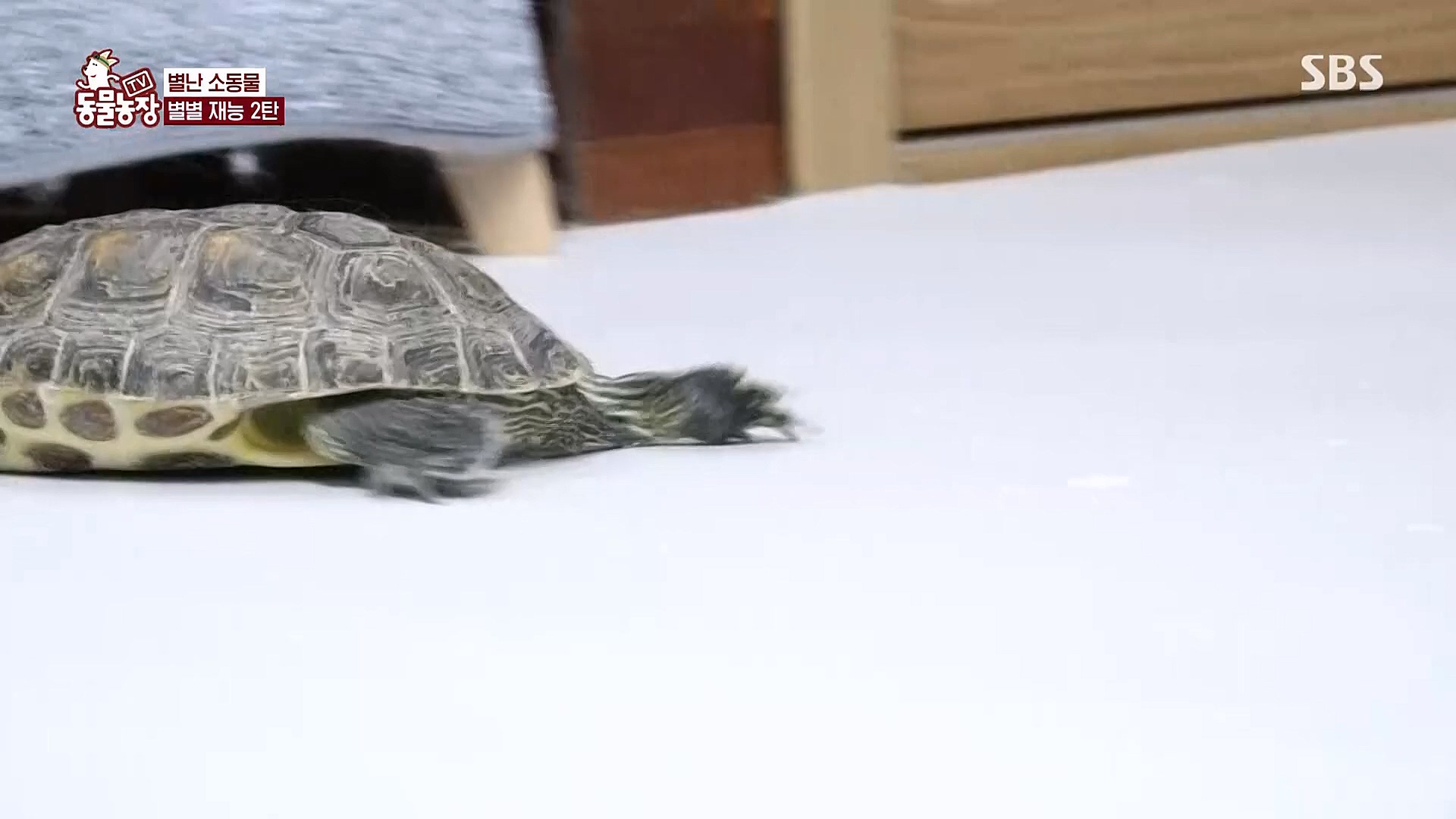 TV 동물농장.E1113.230326p.H264-F1RST.mp4_20230326_172500.197.jpg