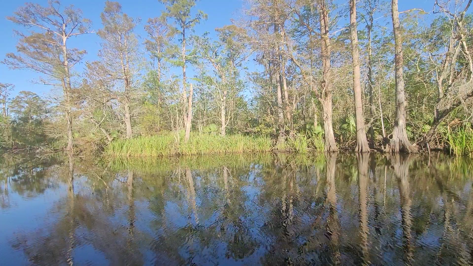 맨착늪지대 전경 (manchac swamp view)