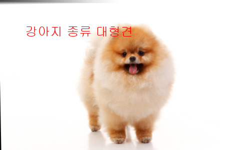 강아지 종류 대형견1