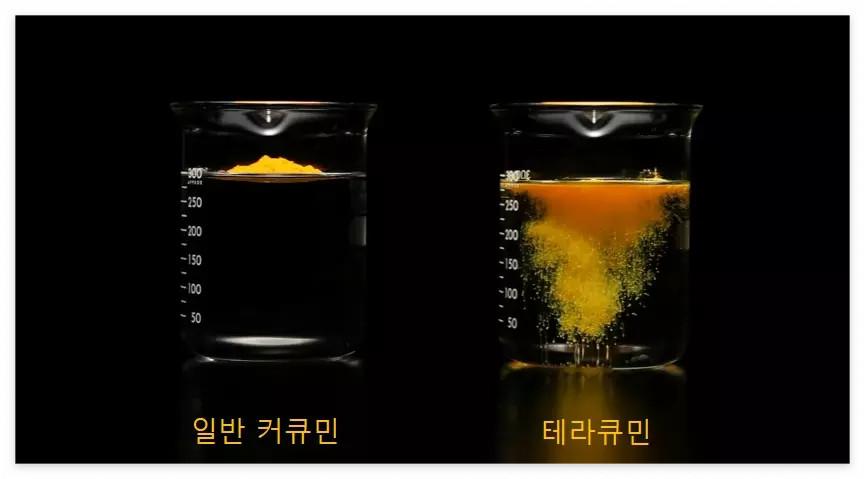 커큐민과 테라큐민 흡수율 차이