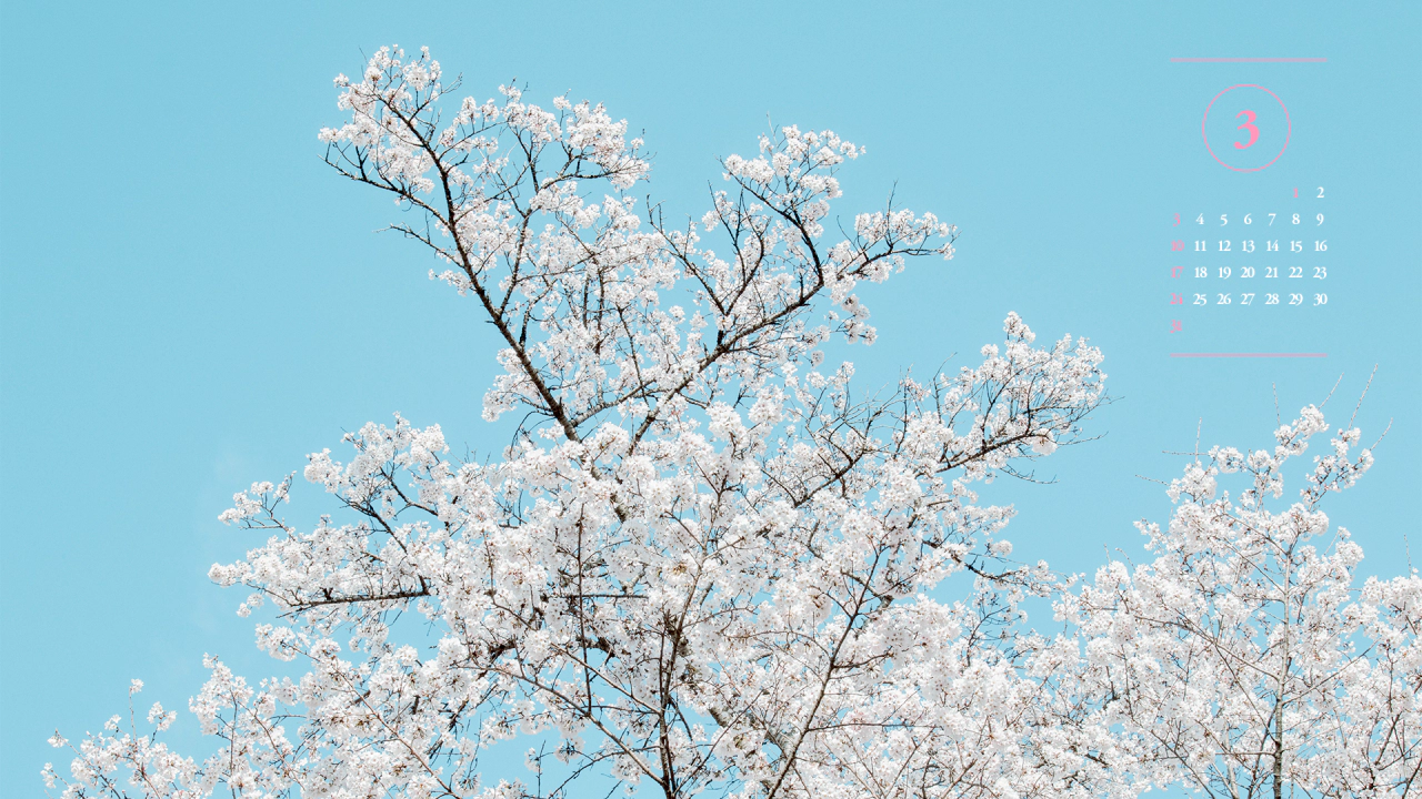 04 흰색 벚꽃나무 A - 2024년3월 달력배경화면