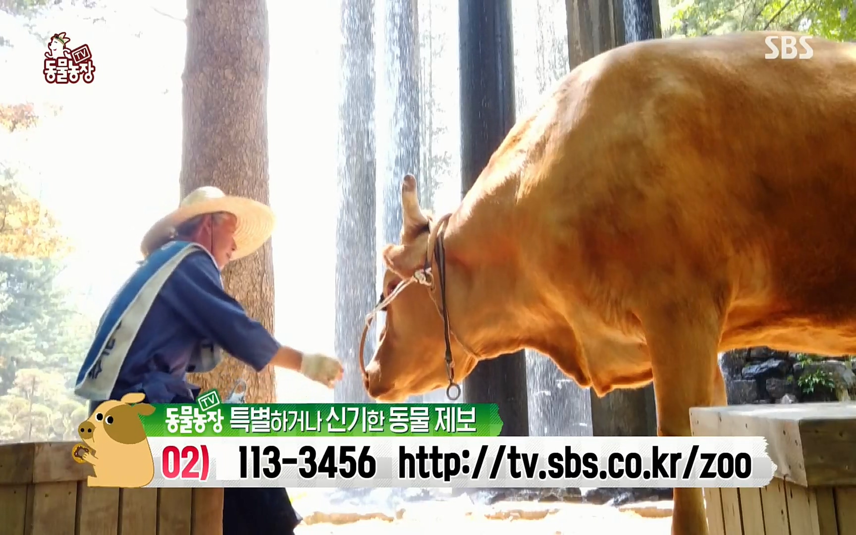 TV 동물농장.E1074.220619p.H264-F1RST.mp4_20220619_182127.213.jpg