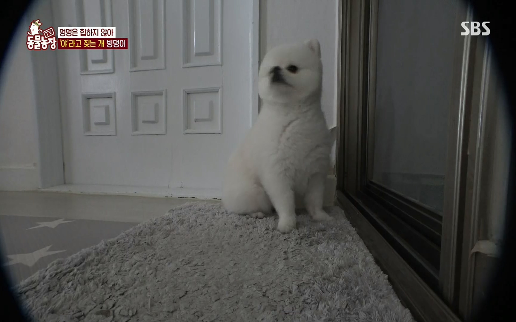 TV 동물농장.E1072.220605p.H264-F1RST.mp4_20220605_181426.697.jpg