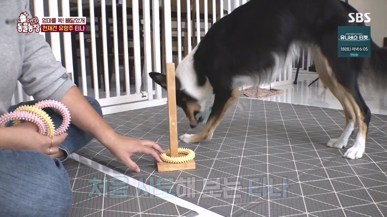 TV 동물농장.E1145.231113p-NEXT.mp4_20231112_173435.658.jpg