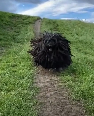  VIDEO: Smart Puppy l Doggo Excited To Get Adopted l ????????????
