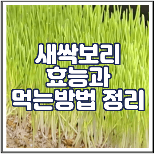 새싹보리 효능과 먹는방법 정리