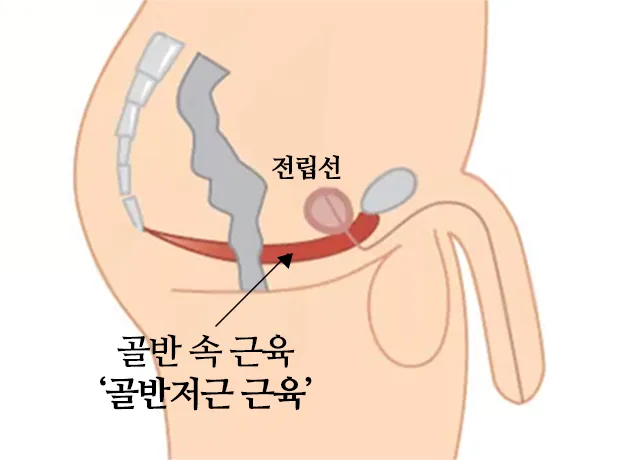 골반저근육 위치