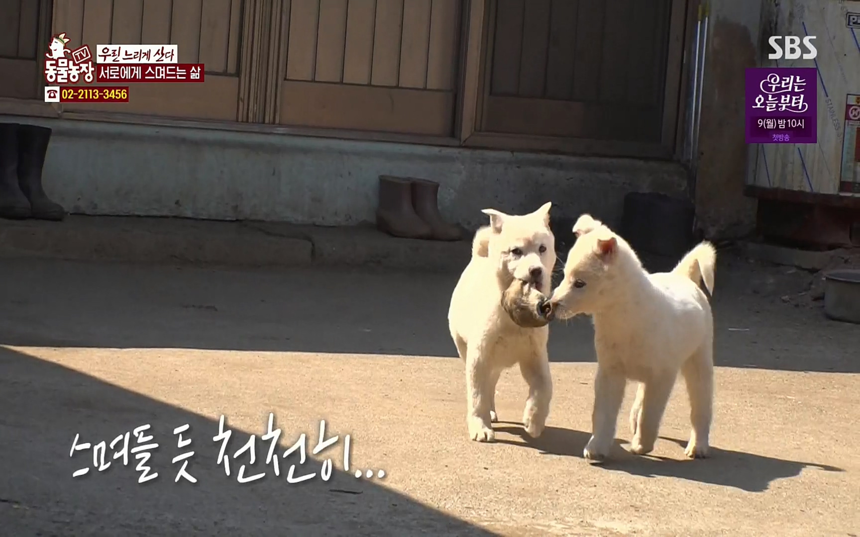 TV 동물농장.E1067.220501p.H264-F1RST.mp4_20220501_184821.046.jpg