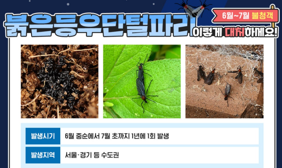 러브버그 대처