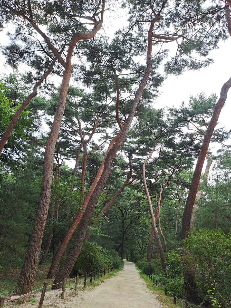 태릉의멋-노송_03