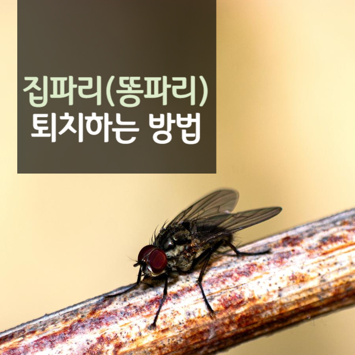집파리똥파리퇴치하는방법