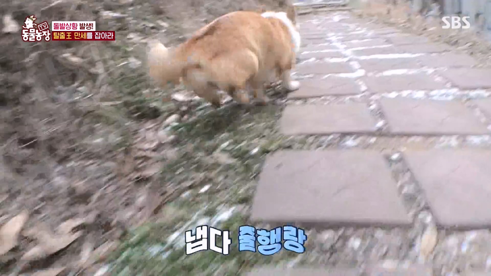 TV 동물농장.E1161.240303p-NEXT.mp4_20240303_172248.927.jpg