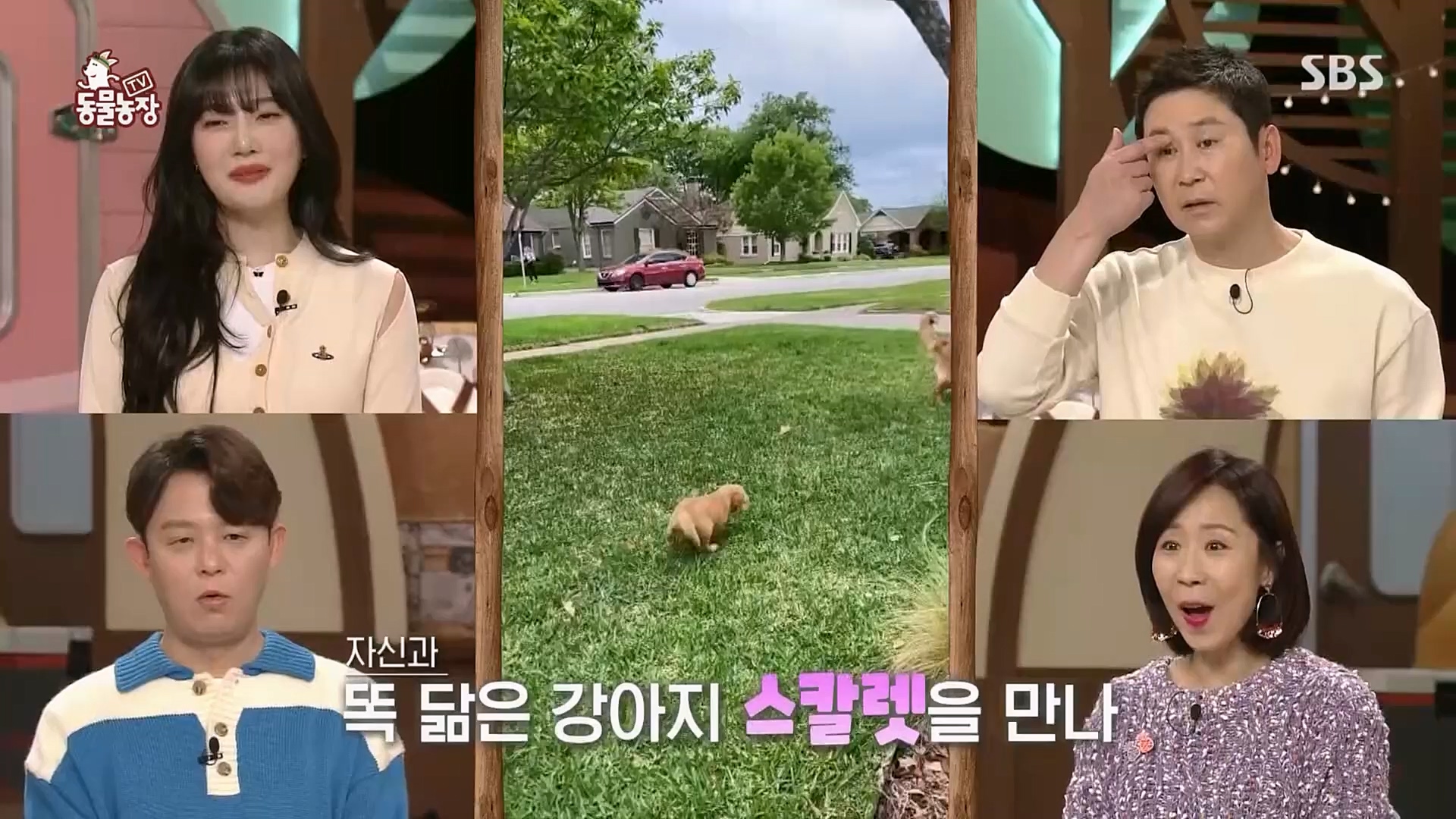TV 동물농장.E1107.230205p.H264-F1RST.mp4_20230205_173927.996.jpg
