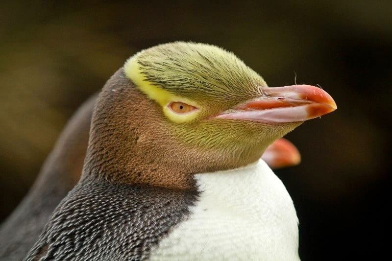 노란눈펭귄 (Yellow-eyed Penguin)