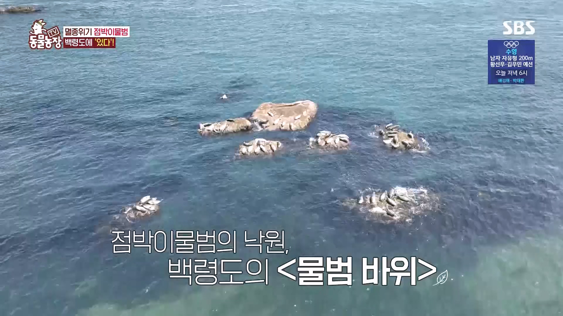 TV 동물농장.E1182.240728p.H264-F1RST.mp4_20240728_152547.964.jpg