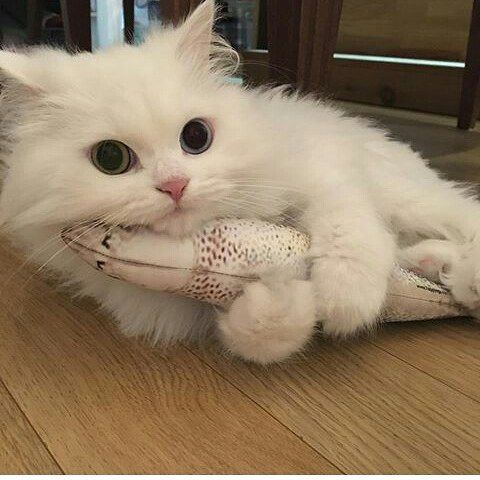  고양이 분리불안 증상 해소법