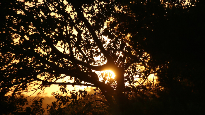 The role of therapy and counseling 4