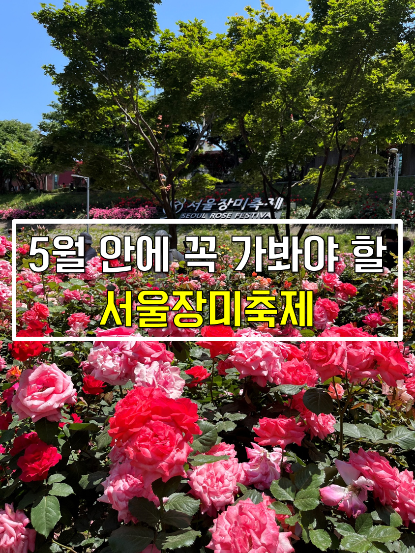 5월 서울장미축제 중랑천 중랑장미공원