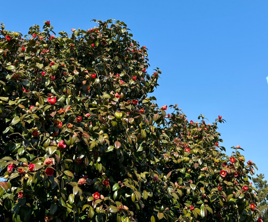 서천 동백꽃 주꾸미 축제 기본정보 프로그램 주변관광지