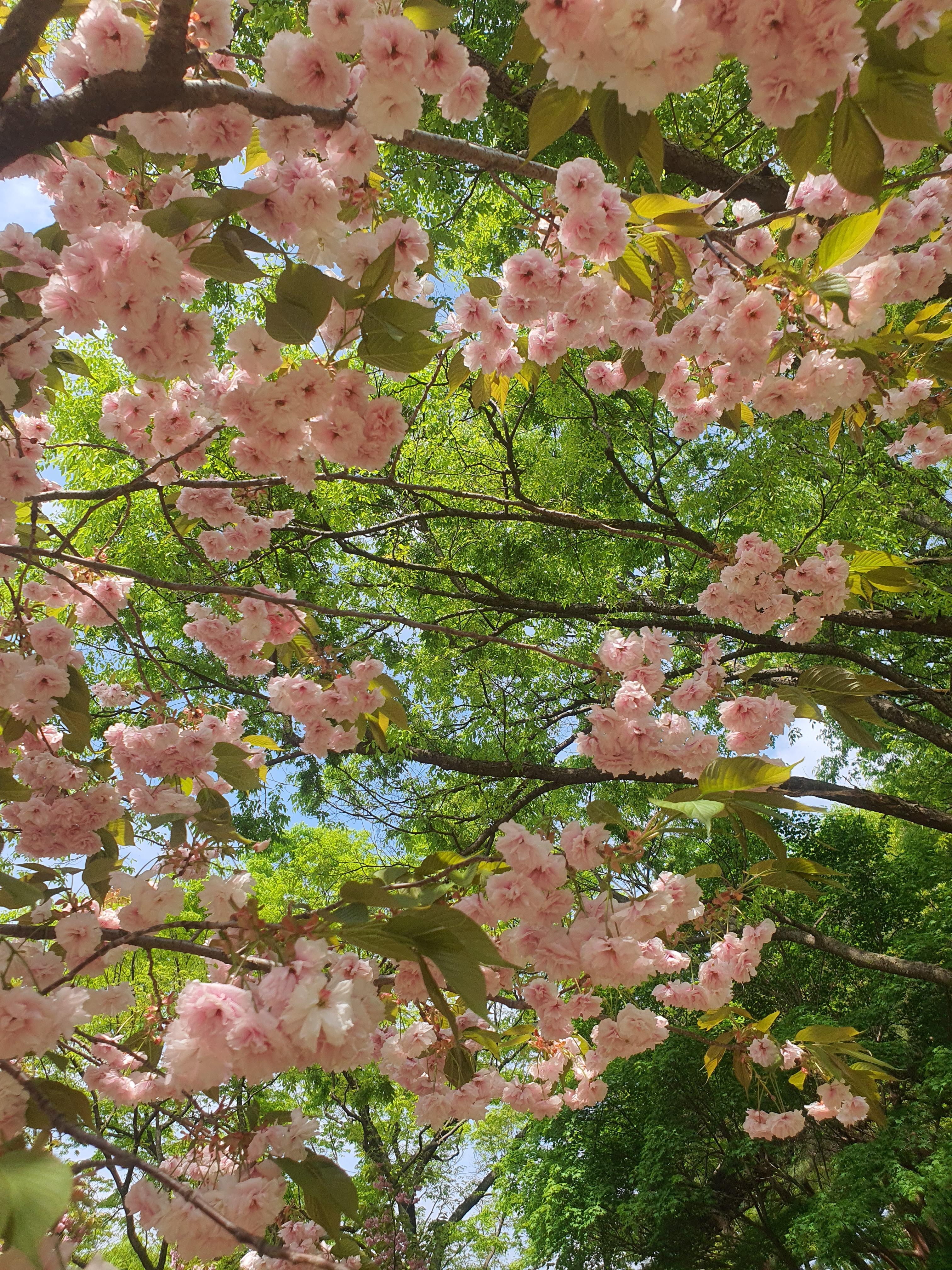 서산 문수사 겹벚꽃 명소(2024년 4월 23일)