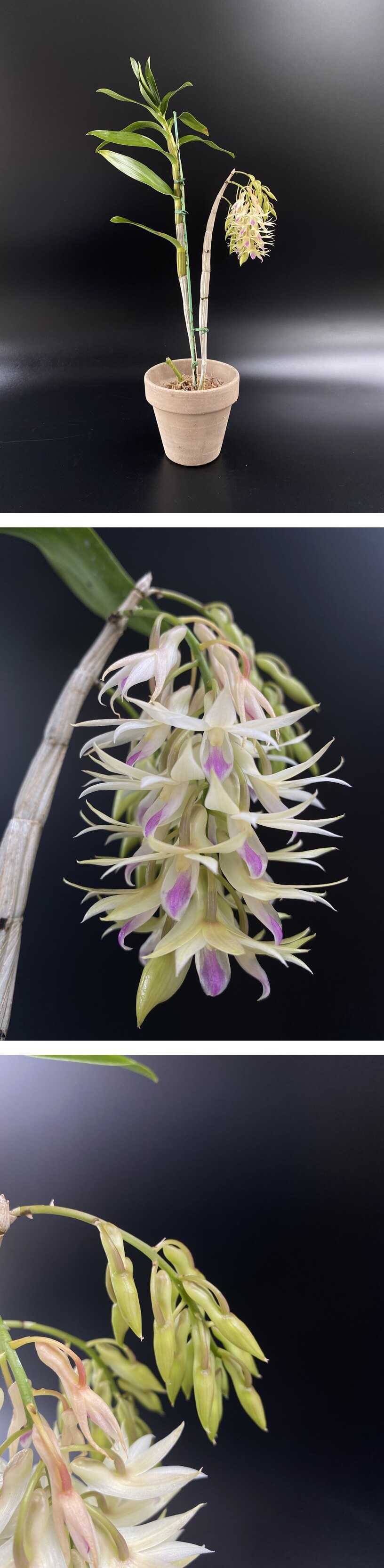 Dendrobium amethystoglossum 사진