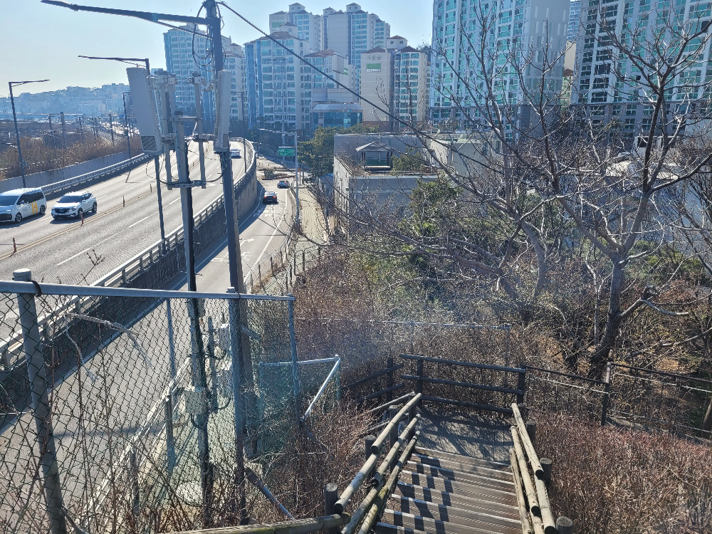 응봉산 개나리축제