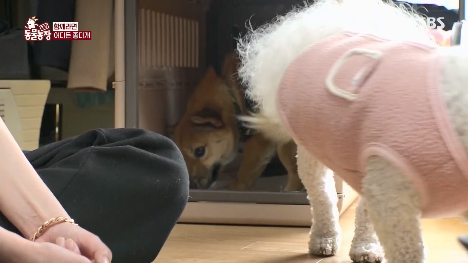 TV 동물농장.E1170.240505p.H264-F1RST.mp4_20240505_153825.379.jpg