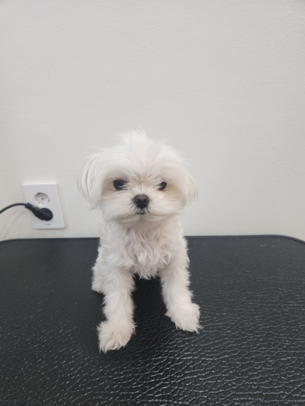 하콩이네 이미지