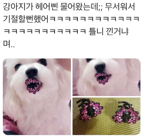  헤어삔 물고온 댕댕이