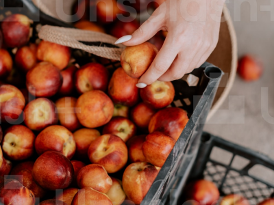 살구 효능 10가지 6