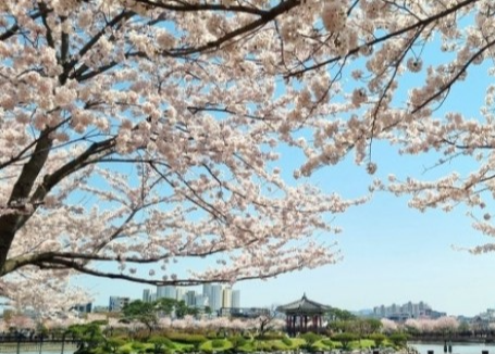 서산 벚꽃 명소 해미천, 산책 루트 사진 찍기 좋은 포인트